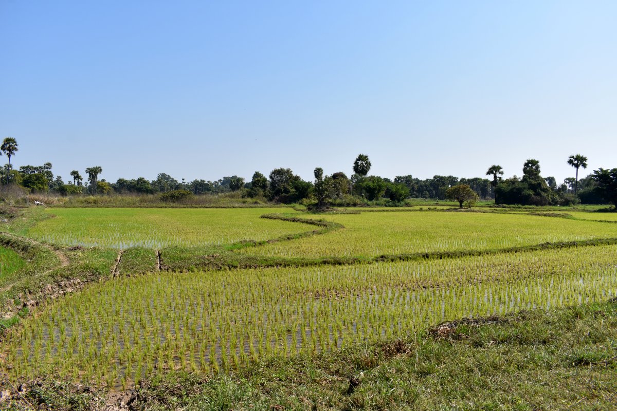 Rice paddy