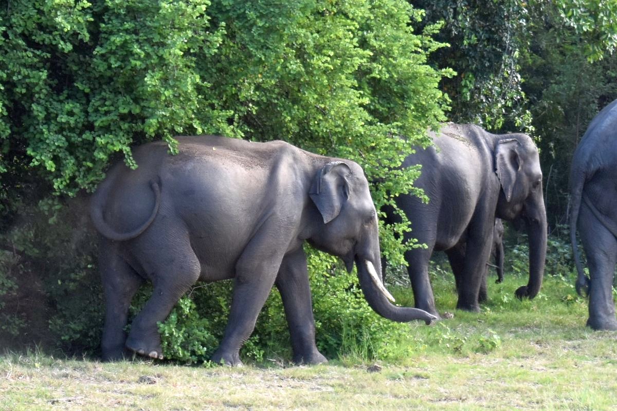 Not many have beautiful tusks like this one