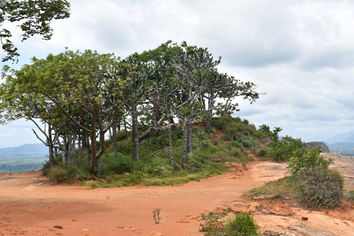 Can you find the stupa?