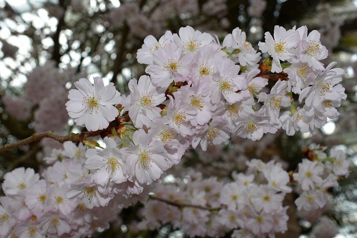 Cherry blossoms