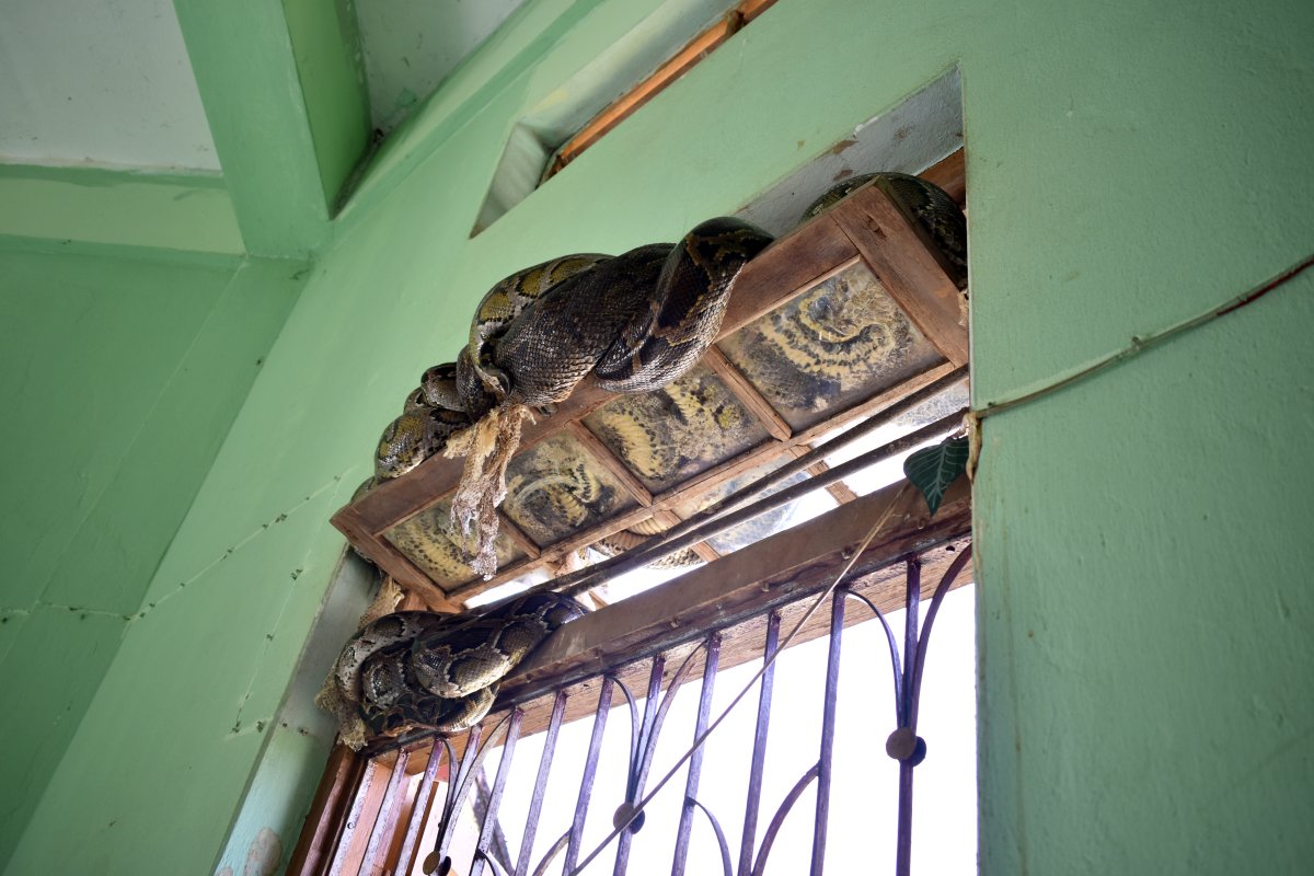 the Snake Temple