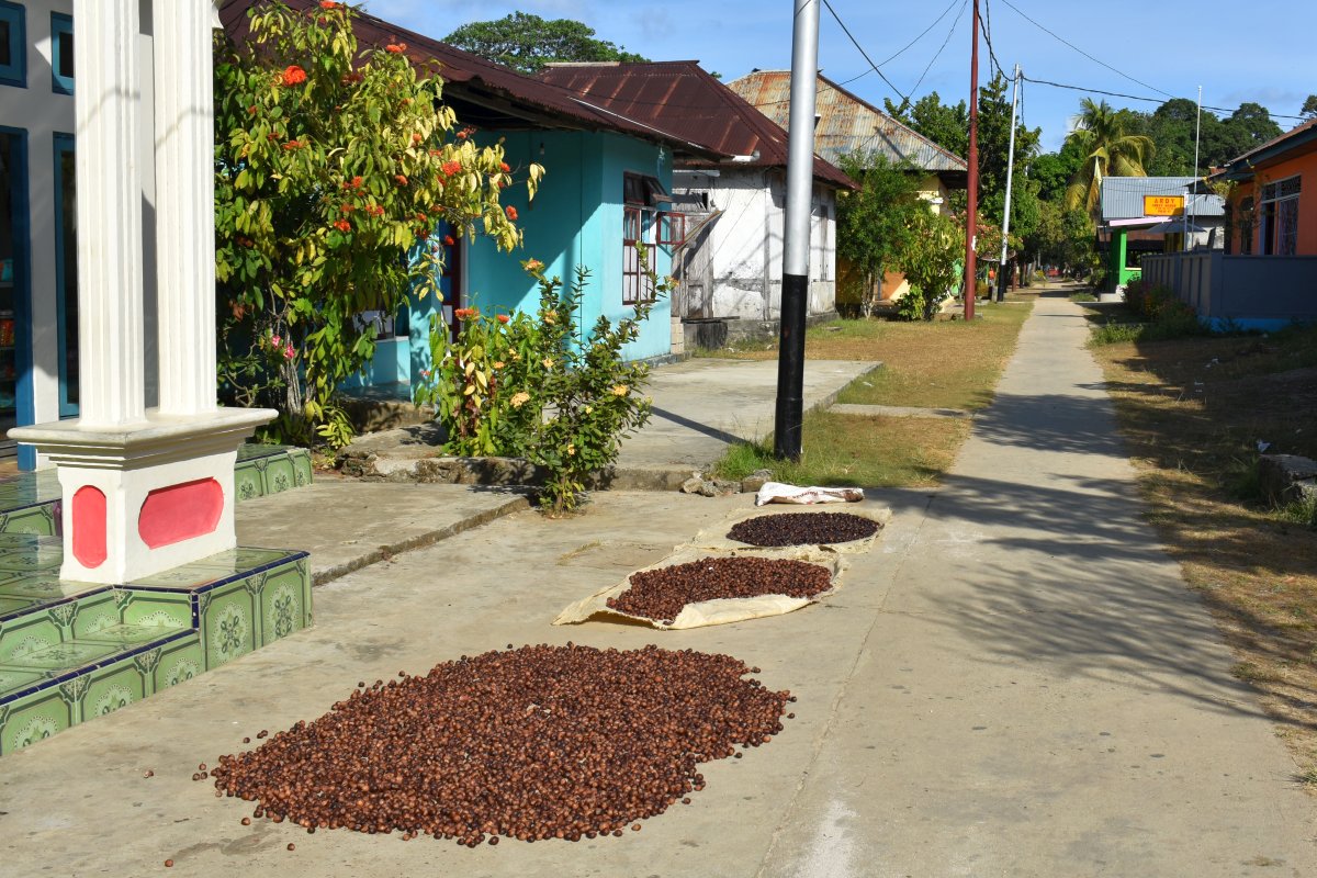 Nutmeg drying in the sun
