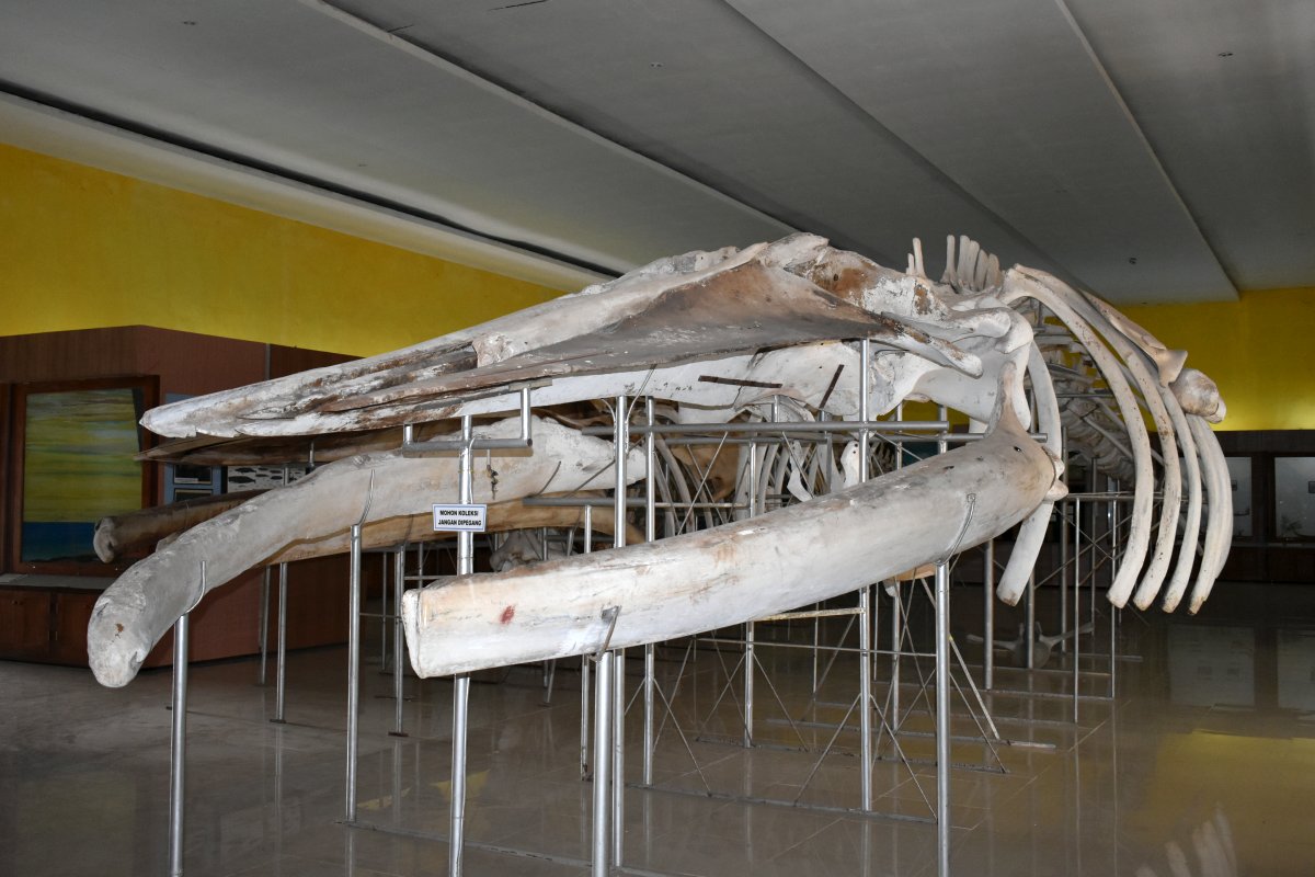 Blue whale skeleton