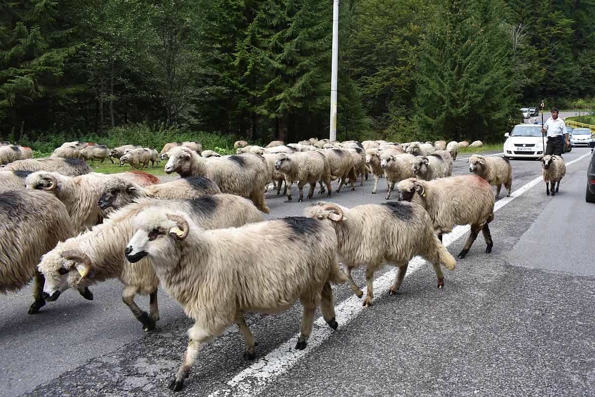 sheep herd