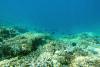 Underwater in the Bandas