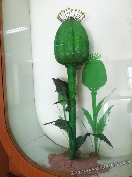 Giant poppy Giant poppy