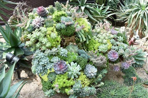 cute cacti cute cacti