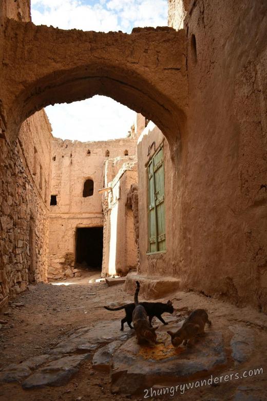 Somebody feeds the stray cats at Al Hamra Somebody feeds the stray cats at Al Hamra