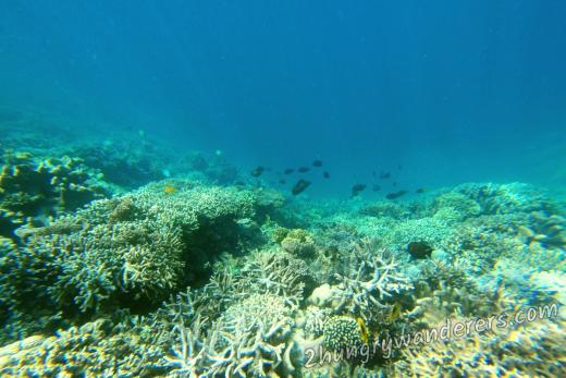Underwater in the Bandas